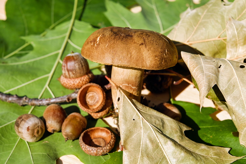 freshness, pipe, vegetable, fungus, decoration, greenish yellow, mood, plant part, beauty in nature, nuts, food and drink, healthy eating, leaf, outdoors