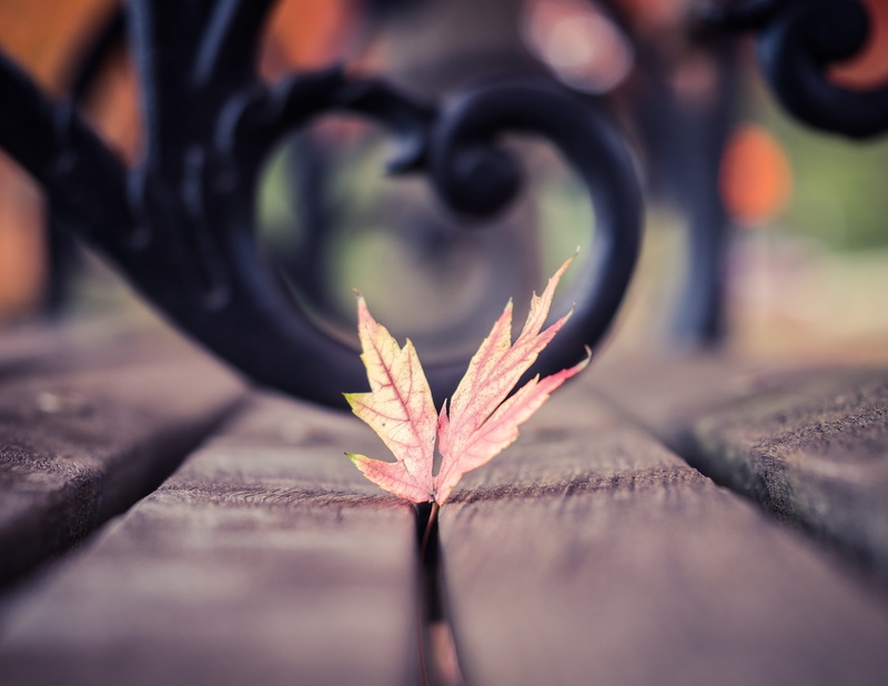 maple leaf, no people, beauty in nature, leaf, leaves, 4K, growth, nature, tree, outdoors, united states, change, fragility, vulnerability, municipal theatre association