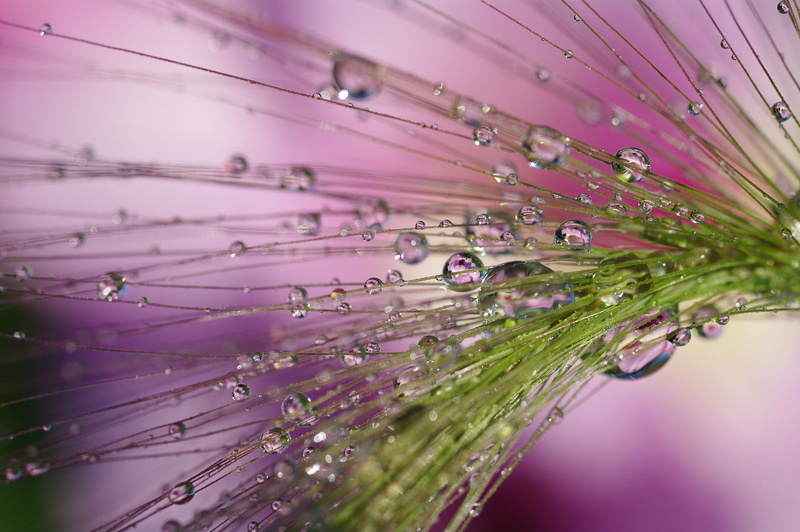 Association, 1080P, beauty, nature, fantasy, water, drops, plants, macro, reflection