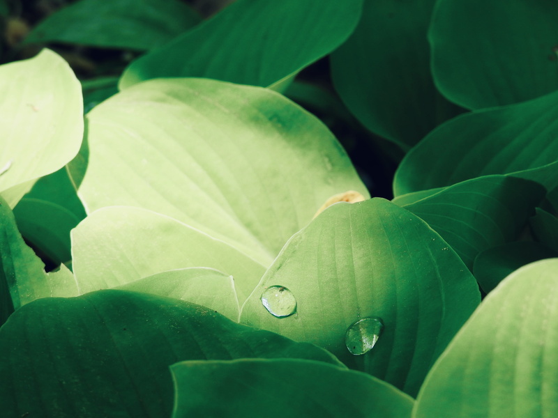 flowering plant, outdoors, fruit, lush, green color, anthurium, water, skyland association, water lily, veins, plant part, close-up, full frame, water droplets