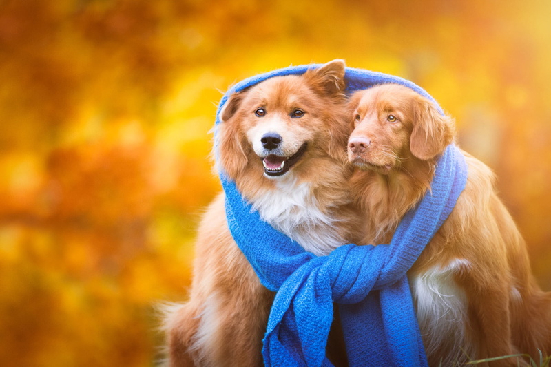 dogs, gold, 1080P, Union, a couple, pair, Association, autumn, breed, unity, friends, puppies, background, two dogs, scarf, friendship, heat, red