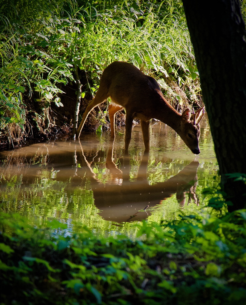 reflection, one animal, 2K, river, no people, grass, forest, vertebrate, nature, drinking, water, selective focus, animals in the wild, lake, land, moment