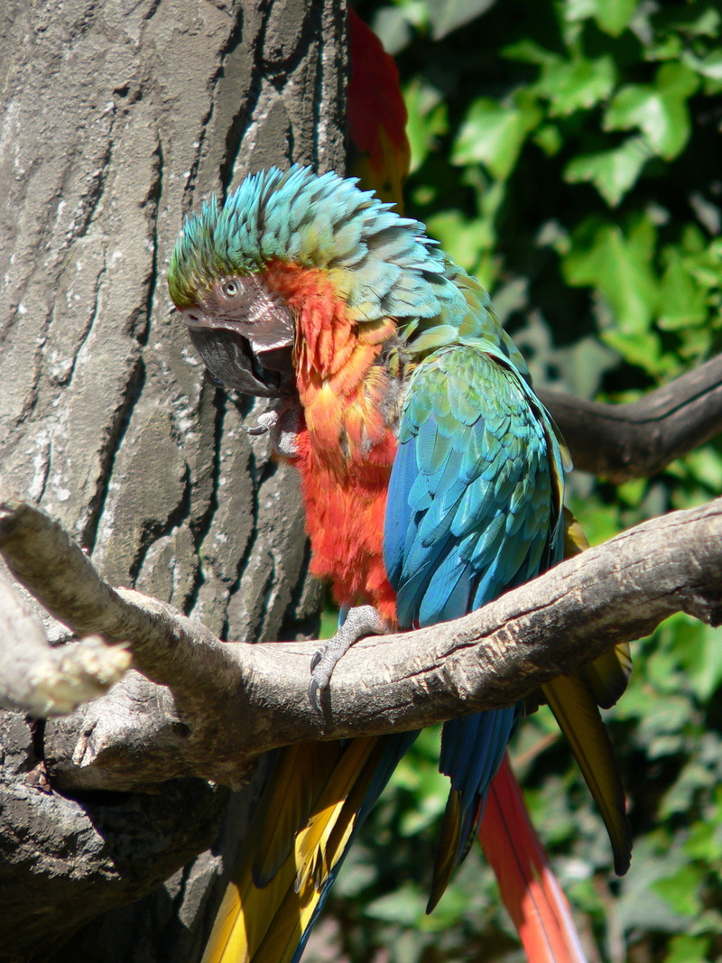 2K, animal themes, volatile, bird, animals in the wild, plant, colors, color, parrot, fauna, branch, focus on foreground, colorful feathers, tree, eye