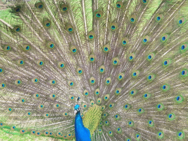 bird, full frame, fanned out, seduction, nature, day, blue, majestic, beauty in nature, animals in the wild, multi colored, one animal, animal wildlife