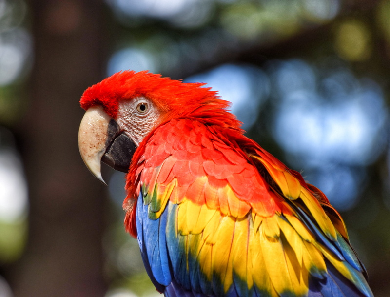 volatile, animal themes, multi colored, parrots, 5K, animal, birds, fauna, day, vertebrate, animal body part, macro, feathers, beak, red, close-up, animal wildlife