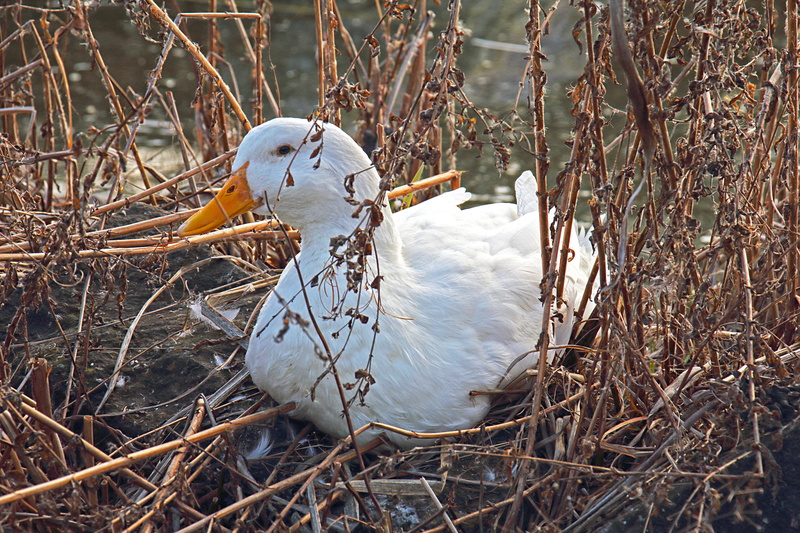white, twig, vertebrate, one animal, outdoors, lake, close-up, feather, water, Spring, day, plant, Nature, Volatile, animal, animal Nest, wildlife, Goose