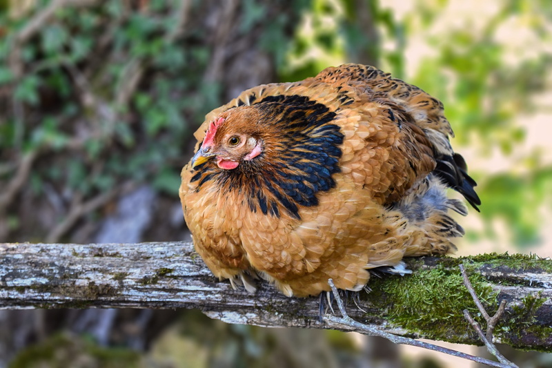 chicken, animal, pets, volatile, rousse, perching, animal themes, animal wildlife, nature, tree, close-up, day, bird, 5K, animals in the wild, low court