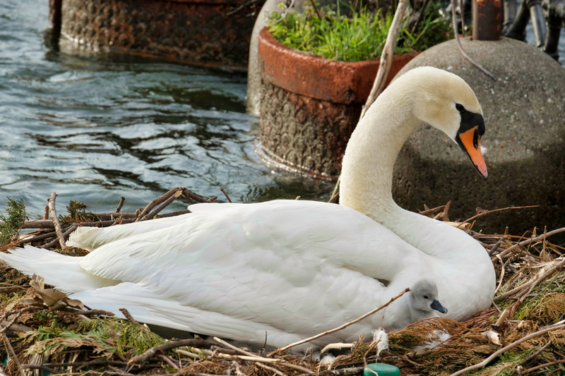 animal family, group of animals, no people, beak, animal wildlife, mute swan, beside, volatile, white, day, body, animal themes, white color, animal neck