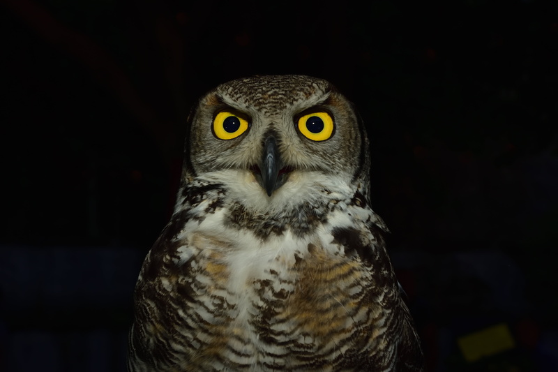 white, tuscany, one animal, volatile, owl, animal wildlife, portrait, flight, night, yellow, fly, levigliani, no people, animal eye, black background, 5K