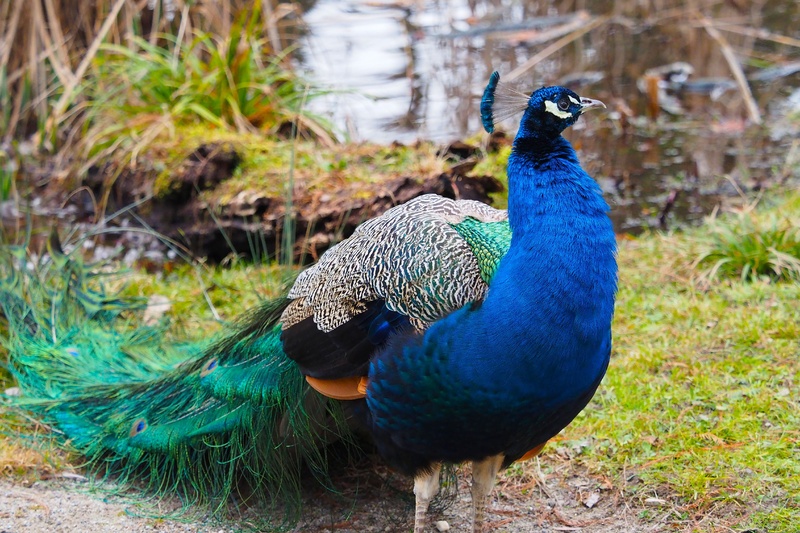 feather, land, nature, bird, plant, outdoors, male animal, birds, animals, no people, animal themes, animal wildlife, day, animals in the wild, fanned out