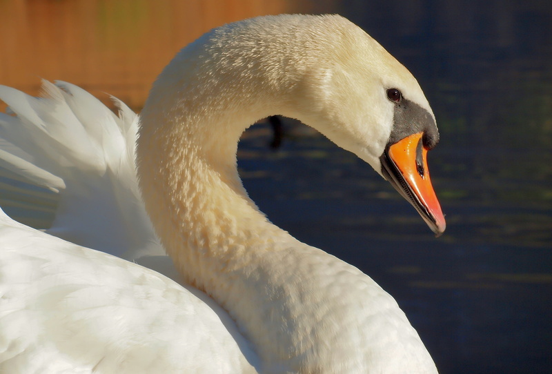 water, animal body part, animal eye, white, focus on foreground, reflections, animal, como, white color, vertebrate, one animal, day, porlezza, nature