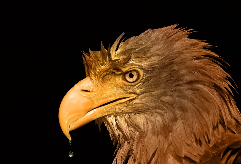 animal wildlife, bird of prey, mouth open, beak, predator, bald eagle, animal body part, close-up, one animal, portrait, animal themes, animal head, black background