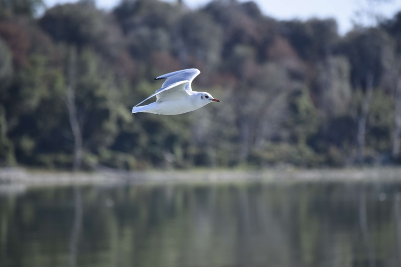 volatile, water, animal, bird, day, no people, spread wings, 5K, waterfront, animal themes, animals, vertebrate, animals in the wild, trasimeno, the greater island