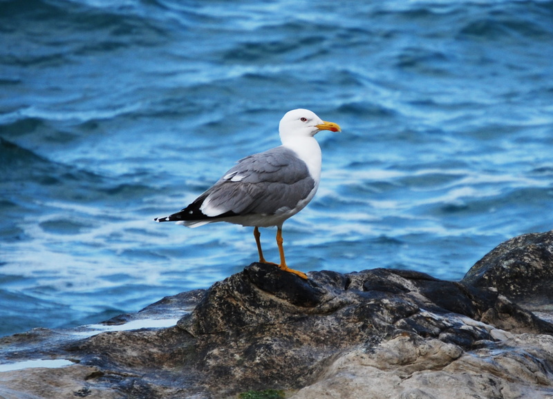 vertebrate, rock, day, perching, animal, rock - object, animals in the wild, beach, animal themes, 2K, bird, sea, nature, volatile, one animal, no people