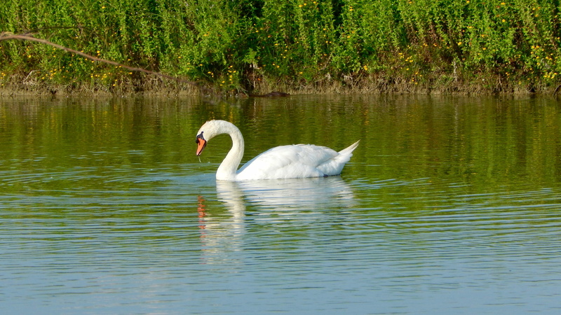 animals in the wild, Bird, lake, reflection, Swan, animals, waterfront, outdoors, floating on water, water, Red, nature, red beak, animal themes, no people