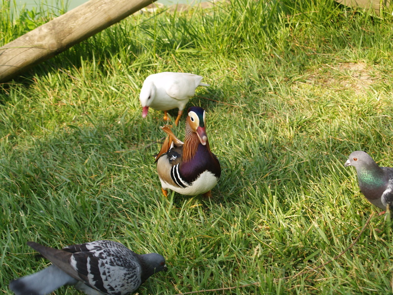 green color, park, animal family, vertebrate, outdoors, 2K, animal, duck, no people, animals in the wild, grass, bird, land, animal themes, poultry, volatile