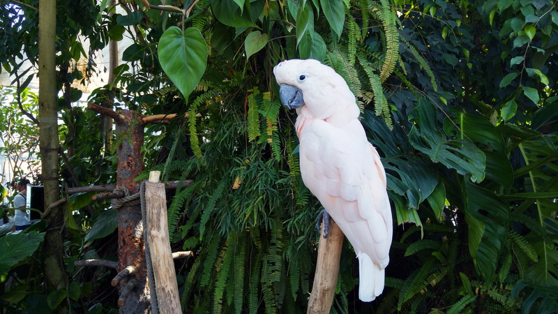 parrot, colorful parrot, plant part, parrots, 5K, branch, day, nature, growth, one animal, perching, animal world, feathers, animals, bird, green color