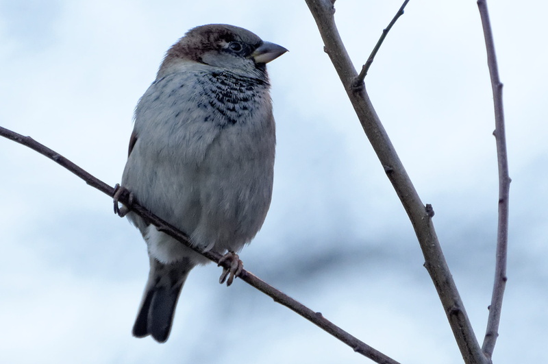 tree, beak, close-up, full length, animal wildlife, day, focus on foreground, the sparrow, branch, animal themes, perching, one Animal, low angle view