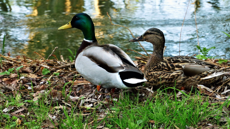 color, day, 4K, beak, water bird, two animals, plant, bird, mallard duck, animal wildlife, animal family, no people, vertebrate, nature, duck, water, pen