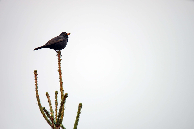 animal wildlife, growth, tree, animal, animal themes, nero, close-up, no people, feathers, outdoors, plant, focus on foreground, clear sky, beak, one animal