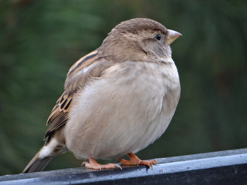 focus on foreground, wróblowaty, brown, 4K, animals in the wild, one animal, urban bird, fauna, animal wildlife, people, wood - material, animal, gray