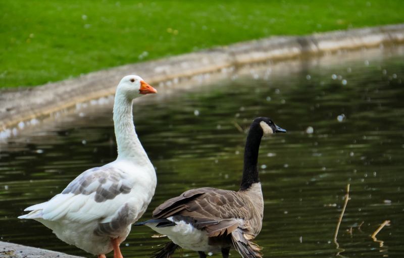 group, pond, goose, nature, beak, day, geese, mons, no people, animals in the wild, focus on foreground, bird, green collar, animal wildlife, two animals
