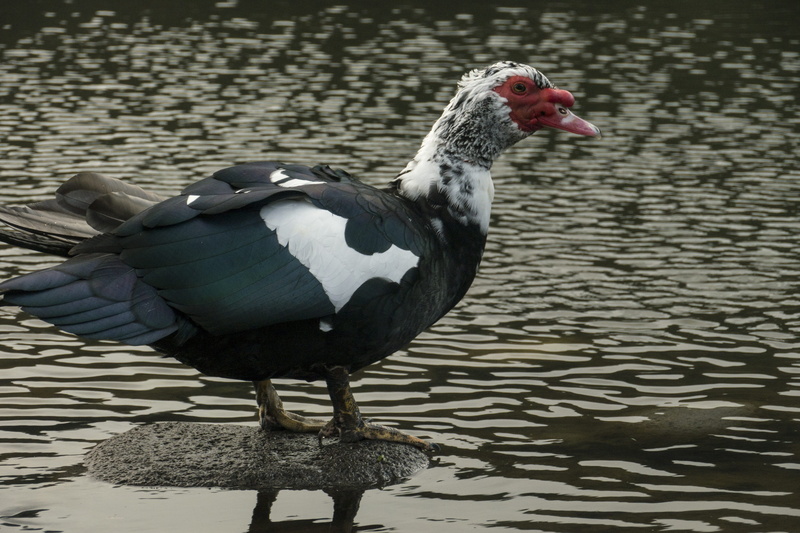 vertebrate, animal, animals in the wild, volatile, bird, day, animals, feathers, one animal, waterfront, no people, muscovy duck, water, animal wildlife