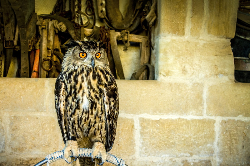 falconers, animal, bird of prey, 2K, animals in the wild, architecture, raptor, animal world, outdoors, yellow, front view, eagle-owl, looking, portrait