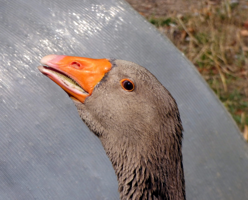 orange color, day, neck, one animal, animal wildlife, land, animal head, Beak, animals in the wild, close up, head, animal body part, Volatile, pen, focus on foreground
