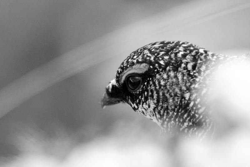 volatile, day, vertebrate, hidden, eye, animal eye, selective focus, profile view, nature, male, lagopis, bianca, camouflage, close-up, partridge, feathers