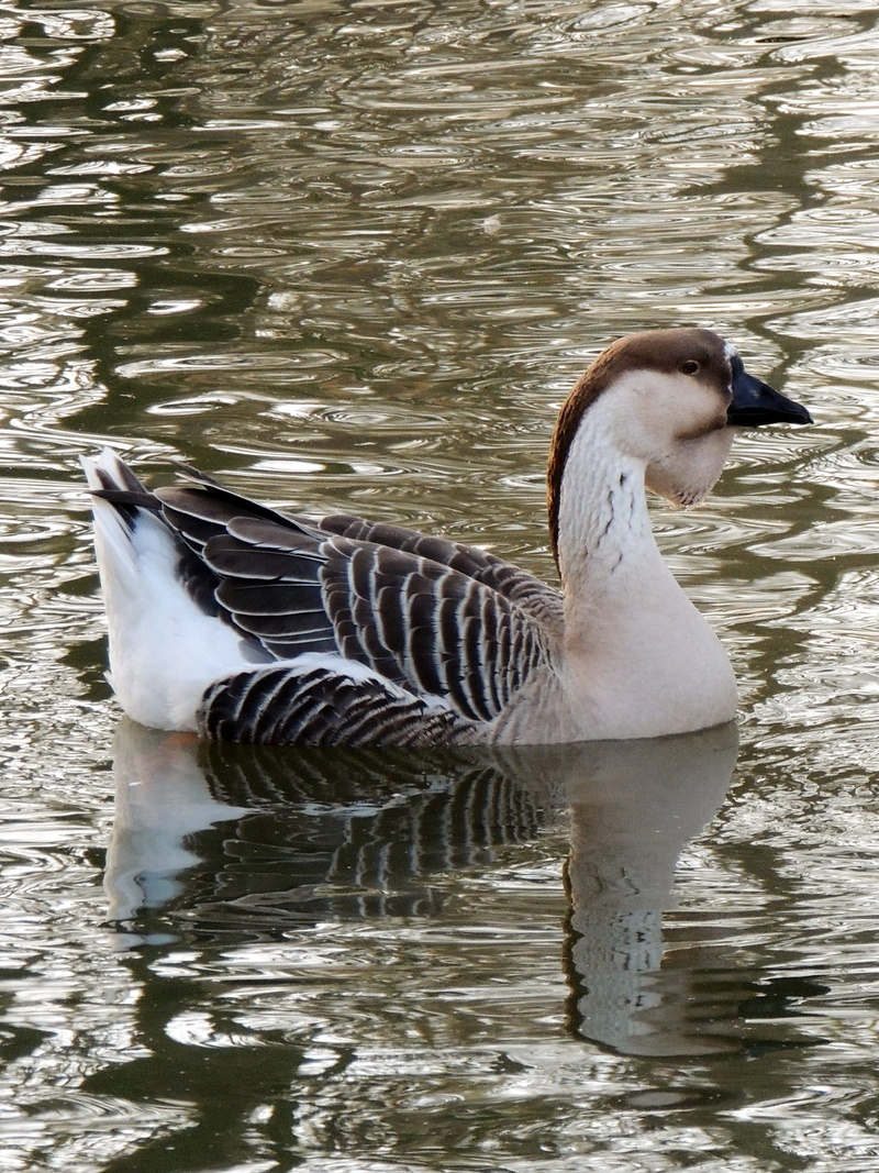 duck, lake, fauna, reflection, park, no people, wild, water, bird, plumage, beak, rippled, animal themes, feathers, vertebrate, side view, ornithology