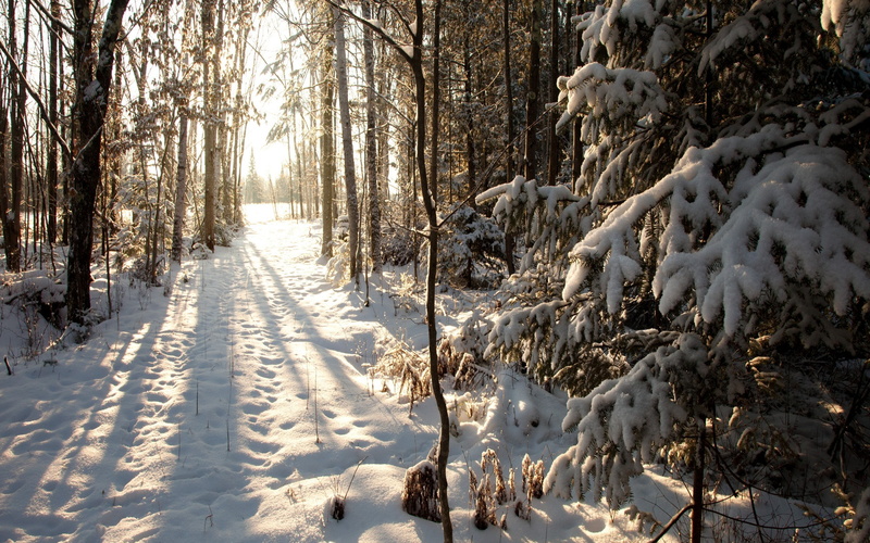 2K, United States, Phillips, snow, Northern Woods, Wisconsin, winter