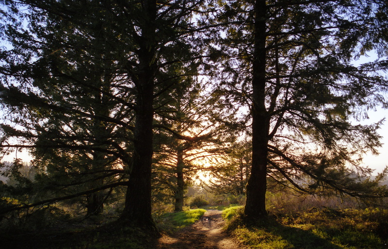 half moon bay, california, non-urban scene, hike, beauty in nature, hiking, sky, backpacking, sunlight, plant, purisma creek, film, journey, northern california