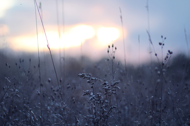 scenics - nature, mancelona, bright, focus on foreground, growth, dusk, tranquility, tranquil scene, sun, close-up, sky, weeds, united states, land, lens flare