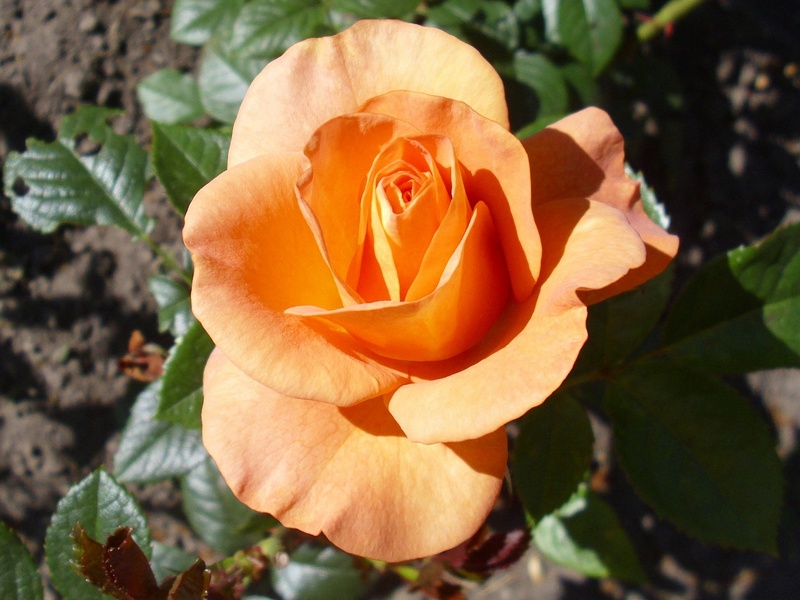 orange, flower, fragility, leaf, nature, rose - flower, petals, vulnerability, flowering plant, plant, beauty in nature, rose, petal, plant part, bloom