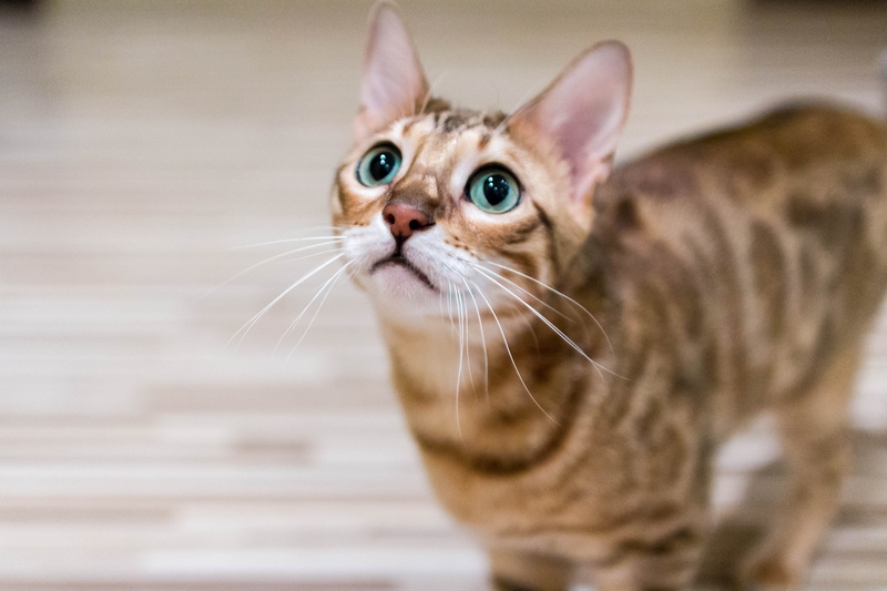whisker, animal themes, mouth open, animals, focus on foreground, close-up, animal eye, domestic, animal head, mammal, beautiful, no people, 4K, domestic animals