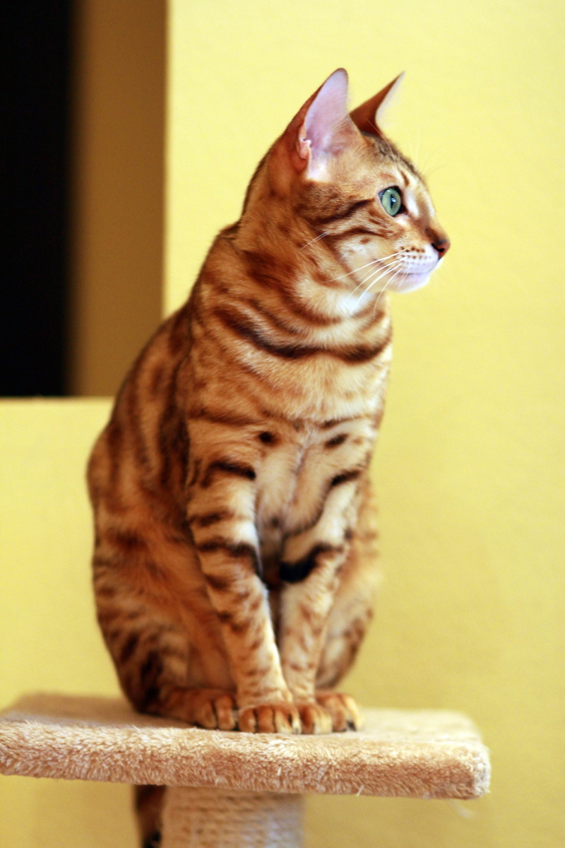 indoors, cat, no people, tree, vertebrate, looking, pet, cute, sitting, animal, domestic animals, animal themes, focus on foreground, domestic Cat, full length