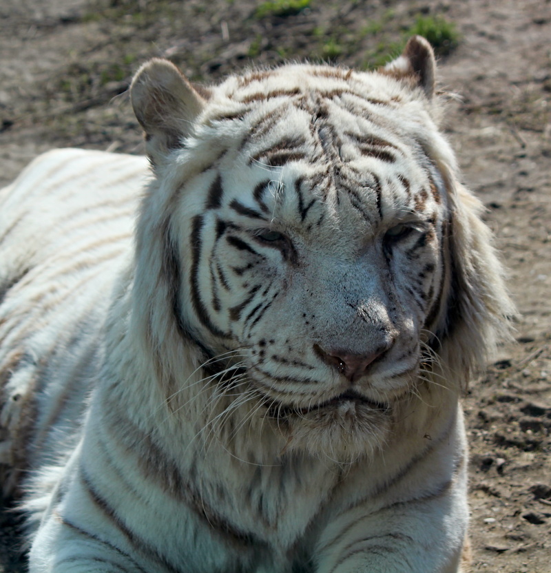 whisker, vertebrate, animal wildlife, portrait, animal head, 2K, close-up, white tiger, outdoors, focus on foreground, one animal, animal, beast, animals in the wild