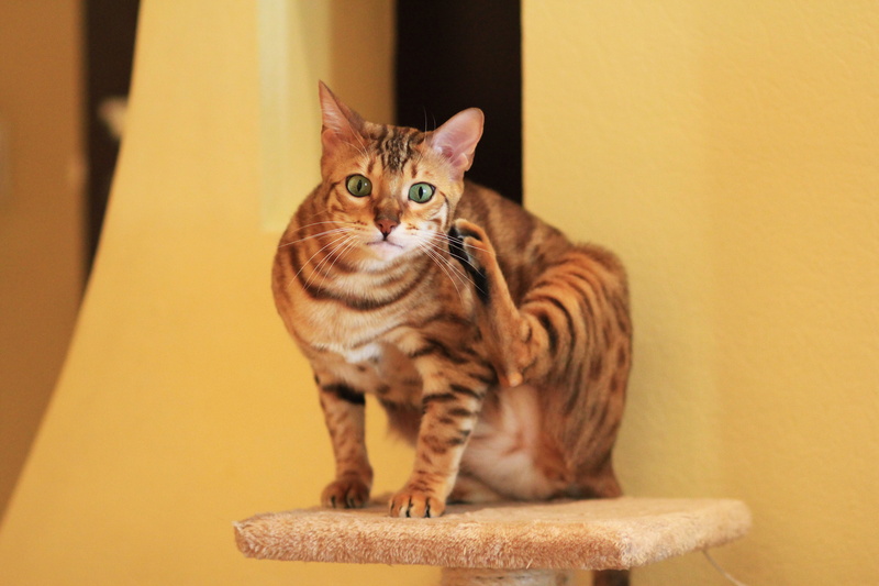 brown, domestic cat, ginger cat, one animal, domestic, Card, Bengali, Breed, feline, indoors, no people, Bengal Cat, starching, pet, whisker, snout, animal themes