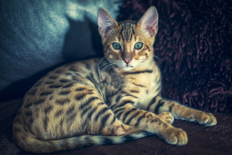 cat, 1080P, bengali, bengal
