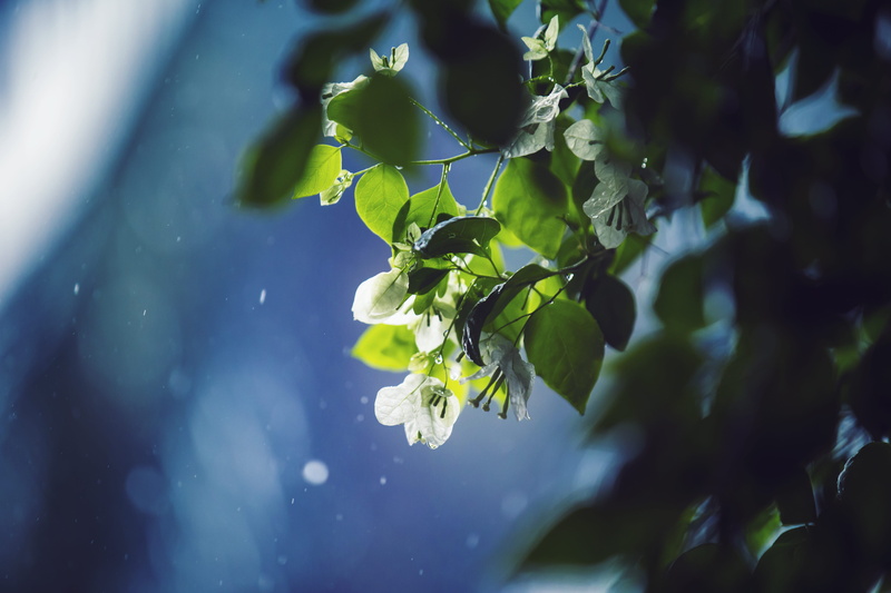 nature, tree, drop, vulnerability, day, rain, outdoors, 5K, plant part, beauty in nature, fragility, dhaka division, plant, dhaka, bokeh, flowering plant