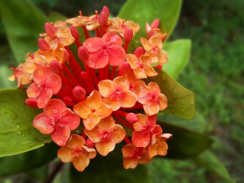 2K, plant, plant part, flower head, natural, love, flowers, lantana, bangladesh, petal, beauty in nature, inflorescence, rural, blossom, village, no people