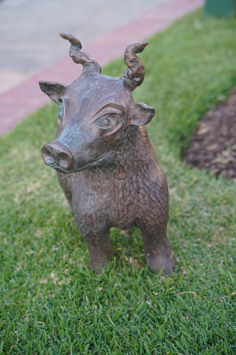 4K, wildlife, field, bird, bronze, standing, head, australia, land, day, animal wildlife, pig, herbivorous, plant, animal, boar, warthog, one animal, green color