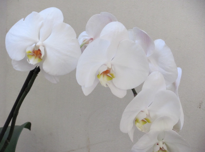 beauty In Nature, botany, springtime, flower, pink Color, flower Head, fragility, backgrounds, moth Orchid, growth, bouquet, decoration, moth, macro, freshness