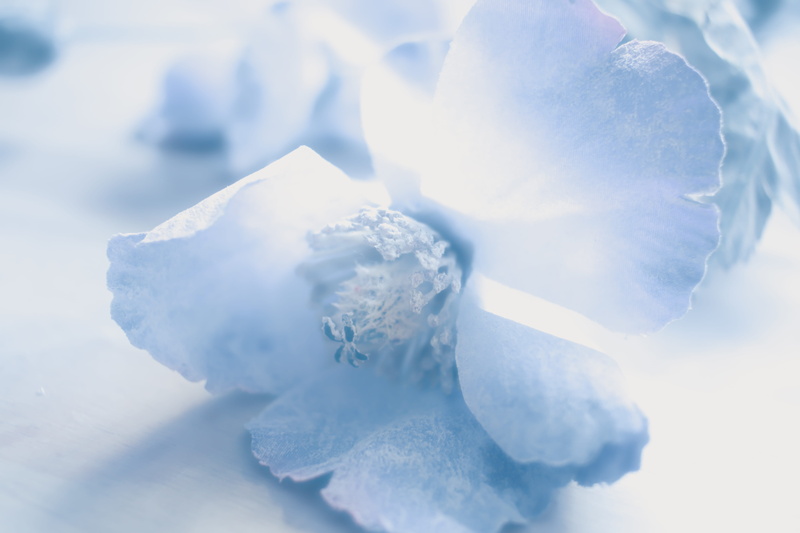 white color, pale blue flower, blue, snow, cold temperature, fake blue flower, studio shot, crystal, 5K, faux flower, soft petals, ice, powder blue flower