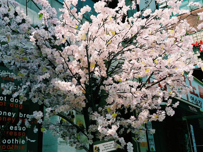 springtime, freshness, architecture, cherry tree, plant, 4K, flower head, growth, day, flower, spring, hongdae, faux wood, flowering plant, vulnerability