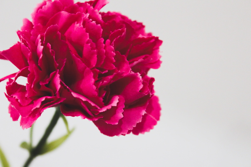 inflorescence, decoration, copy space, faux, close-up, faux fleur, fleur, focus, indoors, nature, flowering plant, 5K, fake flower, white background, house