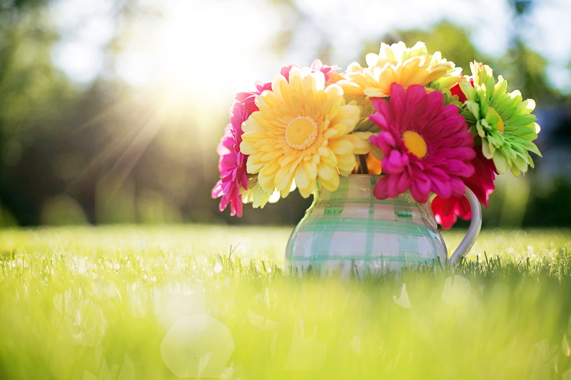 formal Garden, pink Color, focus on foreground, light, field, gift, multi Colored, flower, green Color, day, outdoors, pitcher, Gerbera, gerbera Daisy