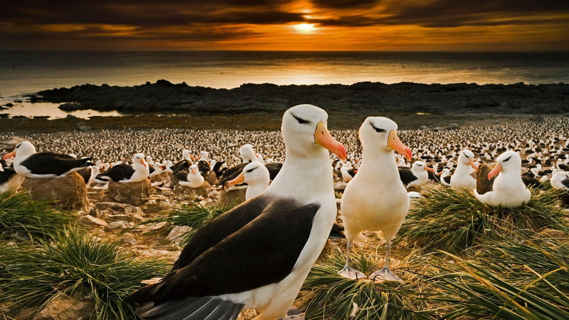 Falkland Islands, 1080P, birds, black-browed albatrosses, colony, beak