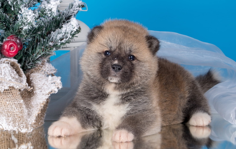 vertebrate, coated, brow, one animal, animal themes, animal, 1080P, Japanese Akita, looking at camera, day, cute, cold temperature, tree, looking, nature